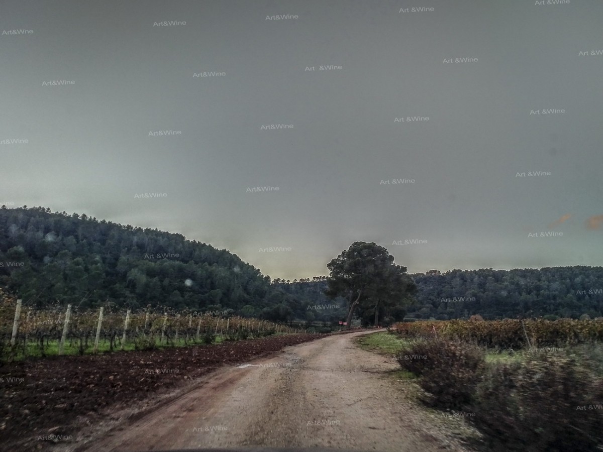 Domaine des Grands Esclans - utwardzona droga na winnicę